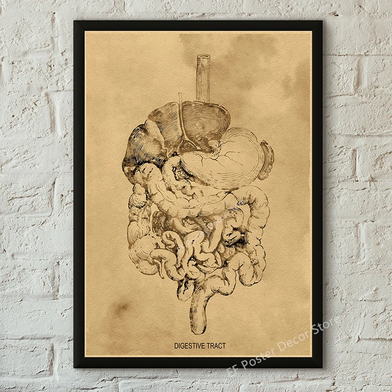 

Ретро плакат анатомия тела А4/A3