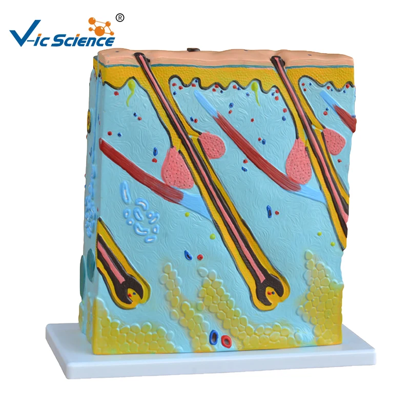 Усовершенствованная модель увеличенной кожи с анатомией ПВХ для обучения