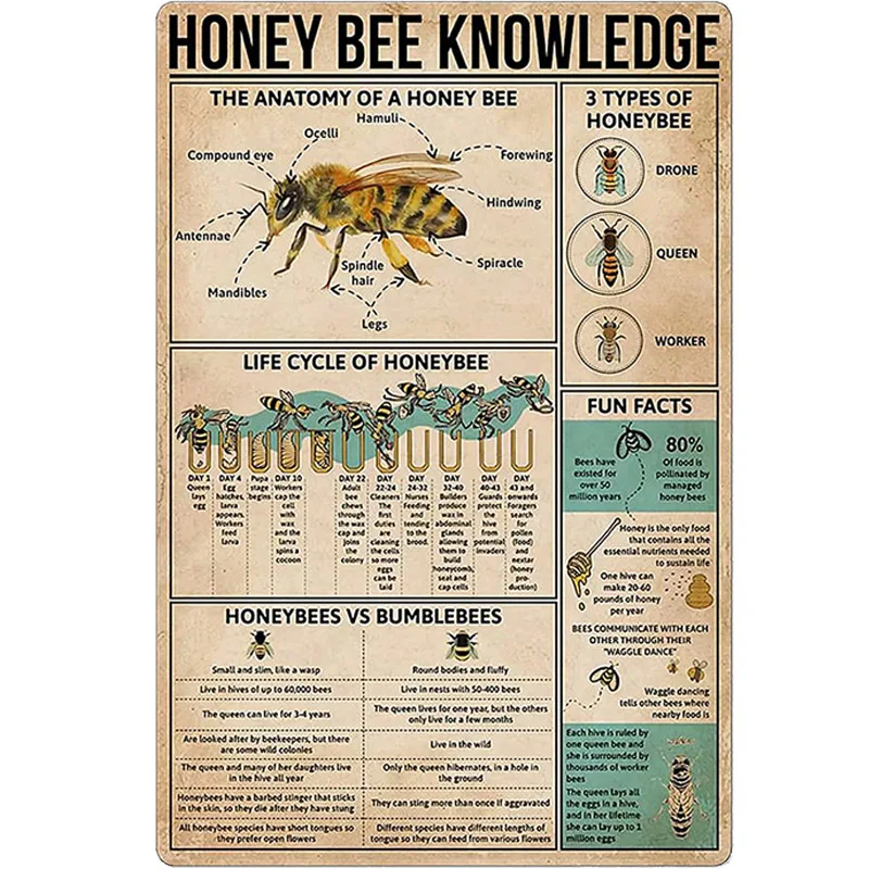 

Honey Bee Knowledge Metal Sign Life Cycle of Honeybee Infographics Tin Poster Field Outdoor Home Kitchen Club Garage Wall Plaque