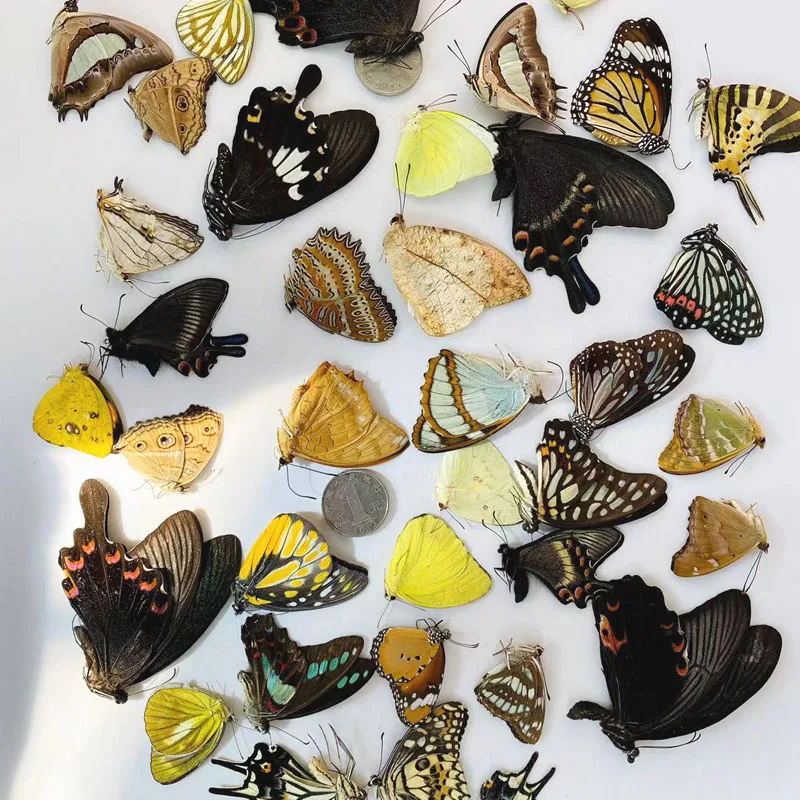 

The original butterfly real butterfly specimen has not spread its wings popular science teaching aids handmade diy material