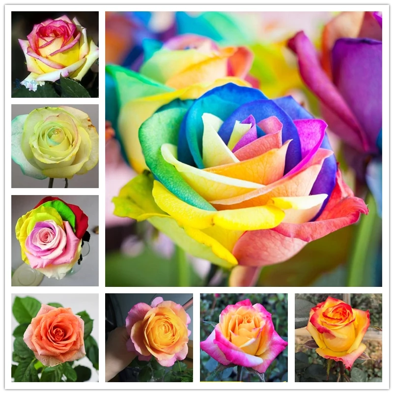

Perfume Rainbow Rose Nature Fragrant Flower 100Pcs/Bag