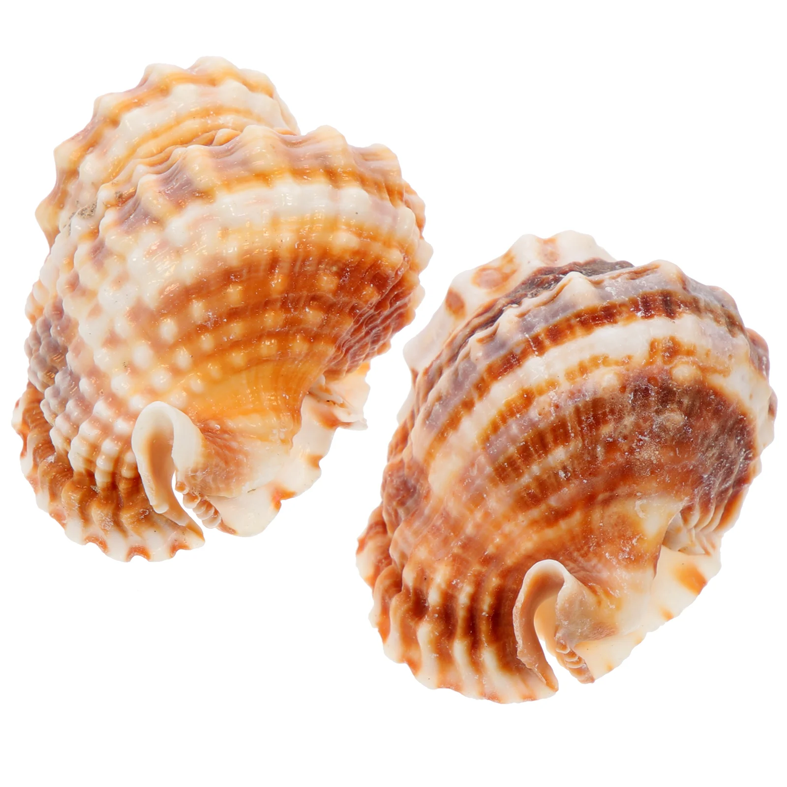 

2pcs Natural Sea Shell Conch Decoration DIY Conch Crafts Aquarium Decorative Conch
