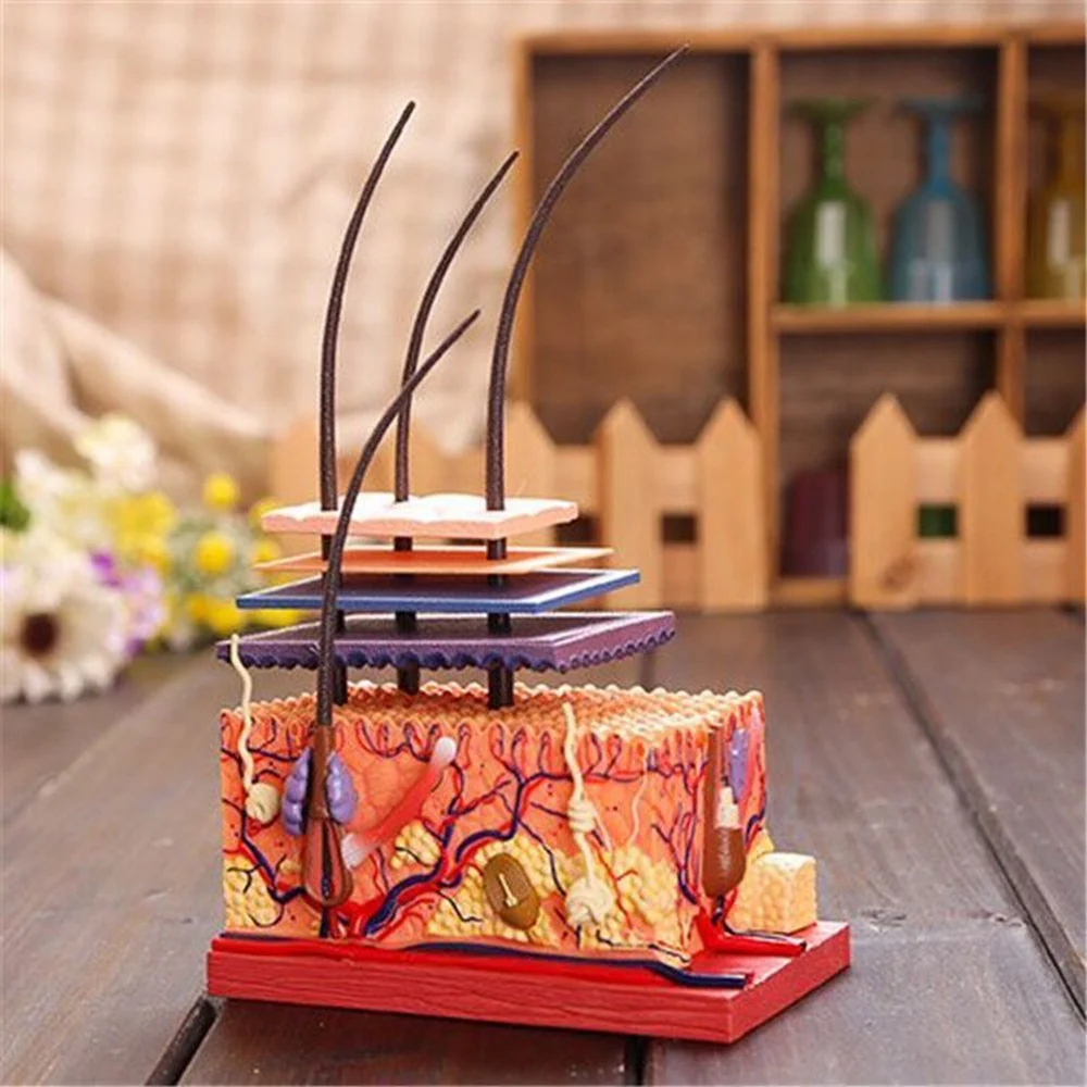 Модель 4D человеческой кожи, Модель для сборки органов волос, модель-головоломка для обучения, научная анатомическая модель церквь и молодежь научная конференция 2009 сергиев посад