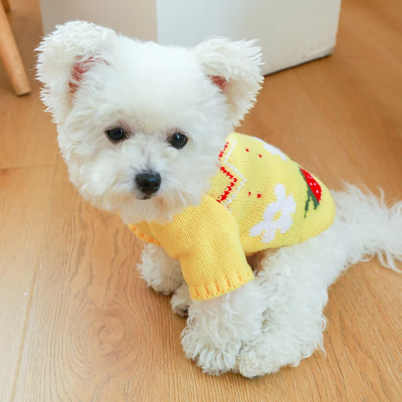 Yellow Dog Sweater Cute Strawberry Knit Autumn and Winter Dog Warm Clothes Teddy Than Bear Two Legs Costume