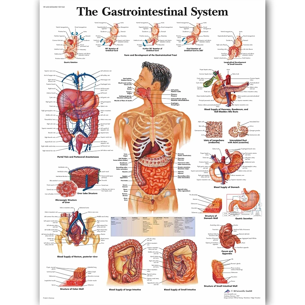 

Print Canvas Painting Gastrointestinal System Home Decor Wall Art Anatomy Modular Picture Modern Medical Education Office Poster
