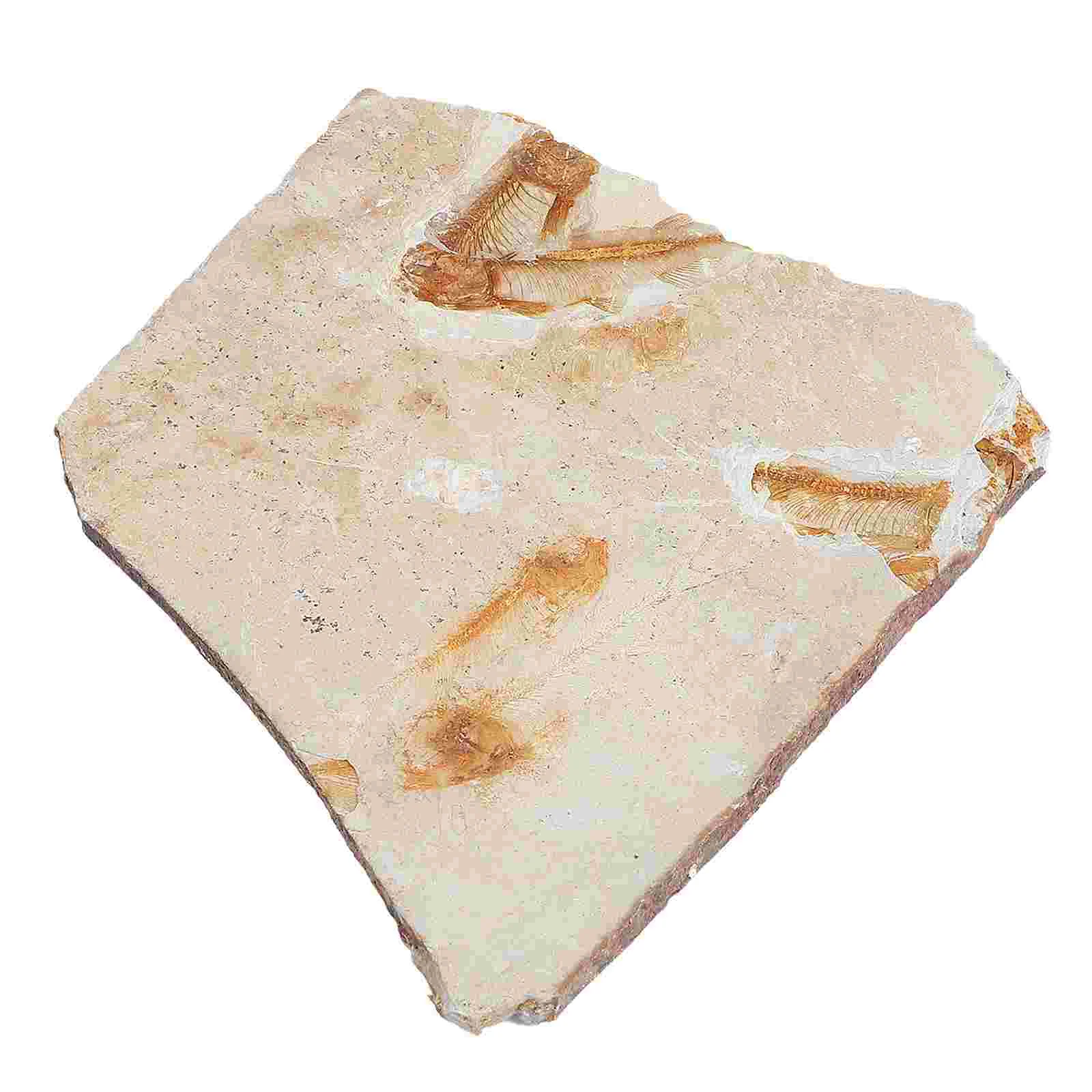 

Fossilfossils Teaching Bone Fossilized Specimen Animal Adornment Science Home Sample Ancient Specimens Desktop Props