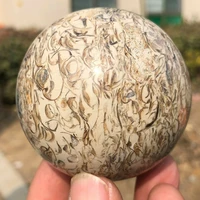 50 80mm dinosaur bone crystal ball sphere madagascar healingbase