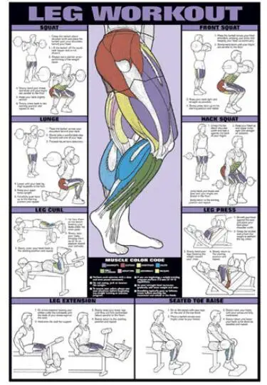 

LEGS WORKOUT Professional Bodybuilding Fitness Art Film Print Silk Poster for Your Home Wall Decor 24x36inch