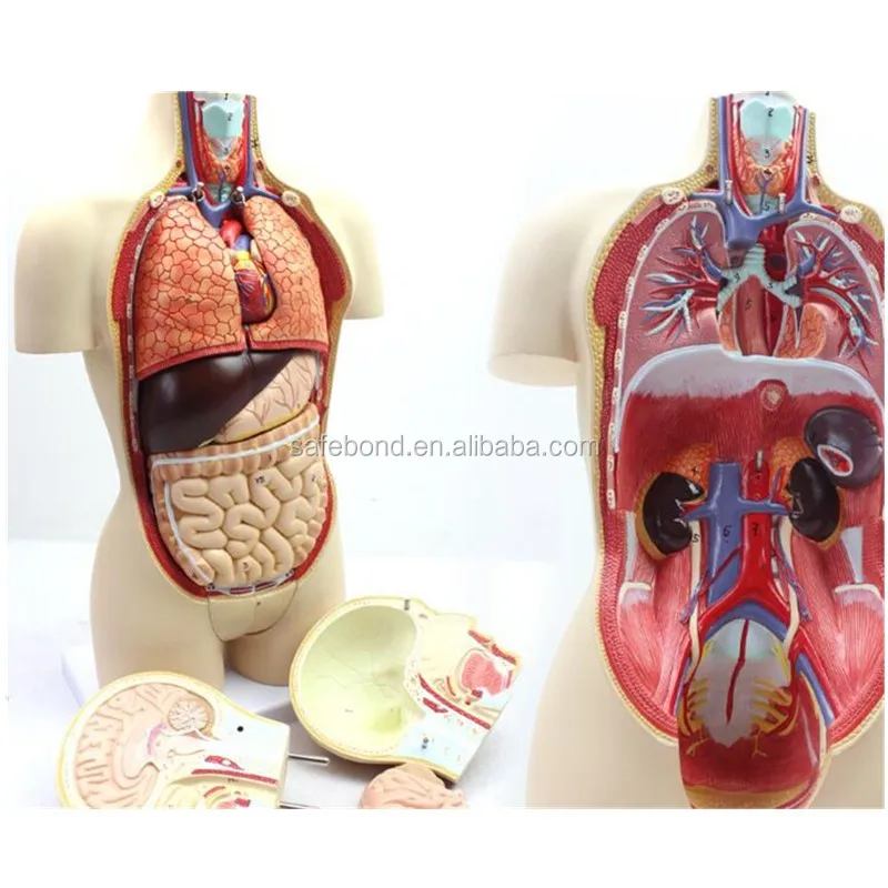 

Laboratory Anatomical Model Of In Visceral Organs With Heart System Structure