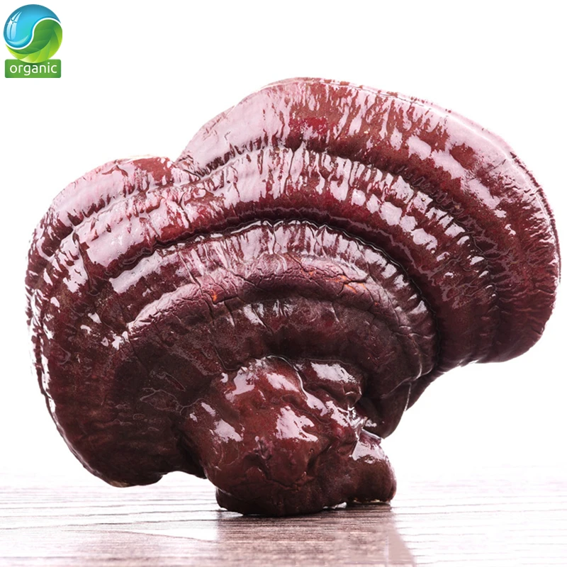 

Wild Reishi Mushroom(Organic)/Organic Gannoderma Liucium Whole Red Reishi Mushroom Chinese Health Herbs Ling Zhi Powder