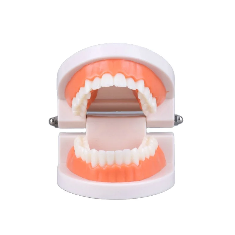 

Wholesale aesthetic practice model kindergarten education model vivid teeth model ODM available