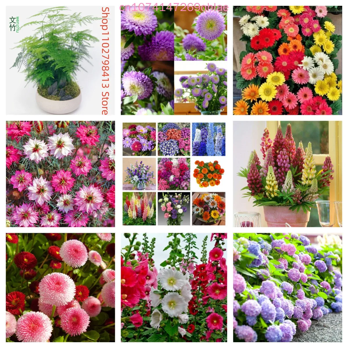 

Adenium obesum -Desert Rose Semillas，Mountain Rose，Lithops，a kind of cactus，dahlia，rose flower，geranium Various flower races