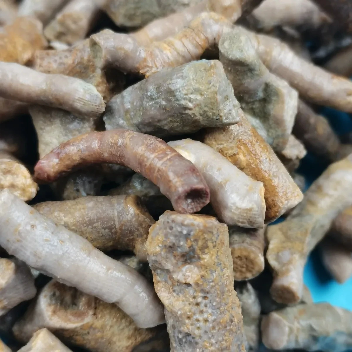 5Pcs Natural Crystal Original Stone Mine Cordyceps Stone Antique Collection Ornamental Stone Ornaments