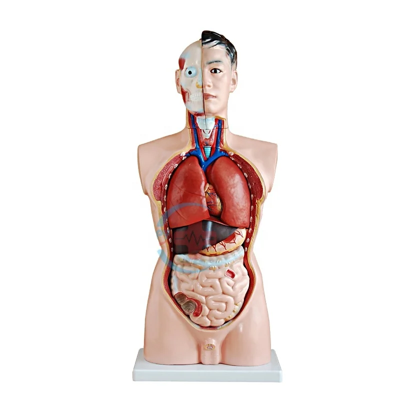 

HC-S239 Male half body & organ anatomical PVC model