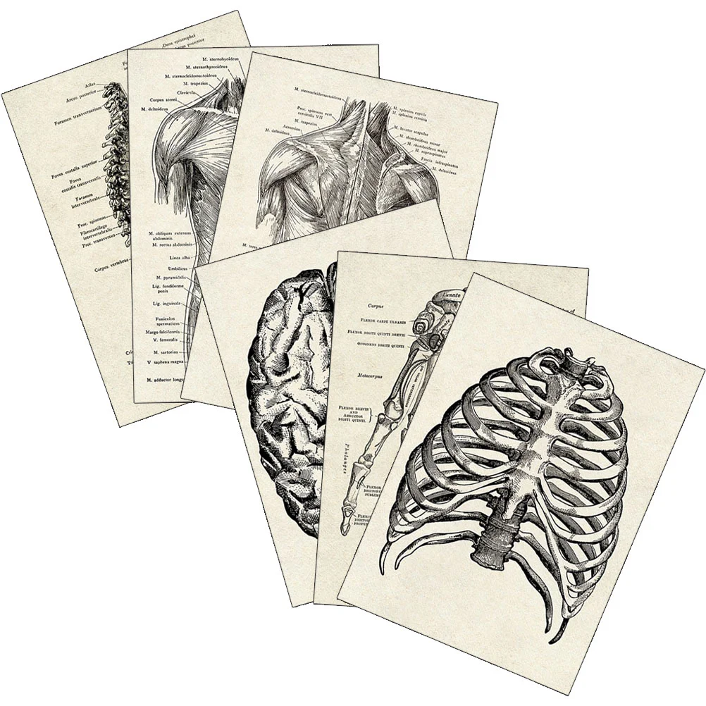 

6 Pcs Human Anatomy Poster Decor House Decorations Home Chart Learning Anatomical Paper Organ