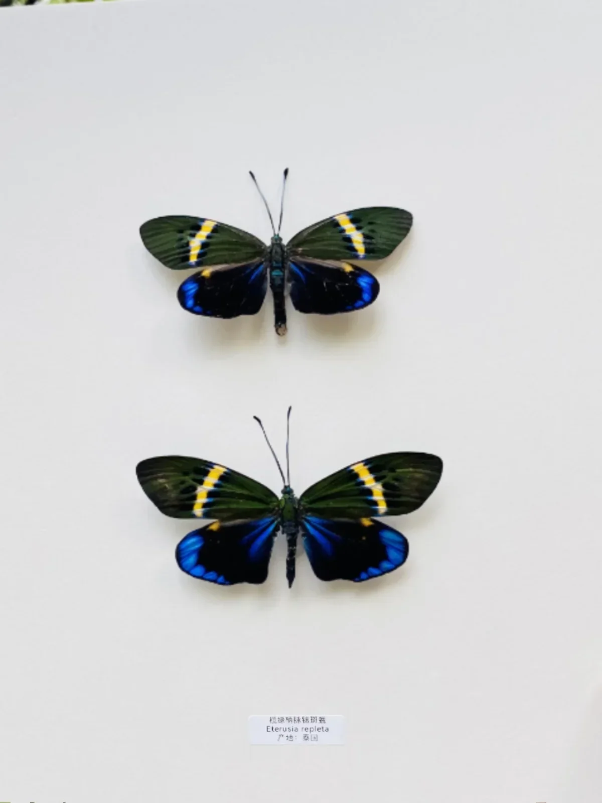 Настоящие крылья бабочки Филосомия Синтия Уокер