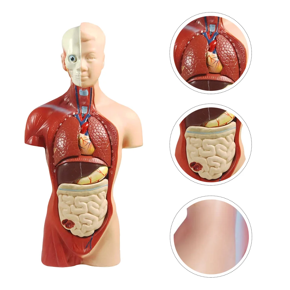 

Mannequin Torso Model Anatomy Human Organs Medical Study Teach Tools Men Pvc Teaching Supply Demonstration