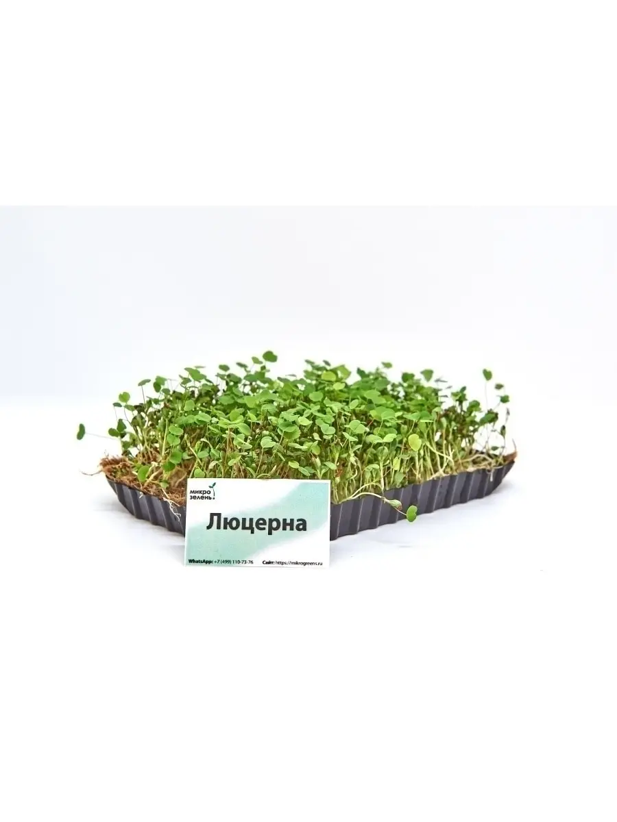 Набор для выращивания микрозелени 10 урожаев &quotMikroGreens&quot (горох люцерна клевер