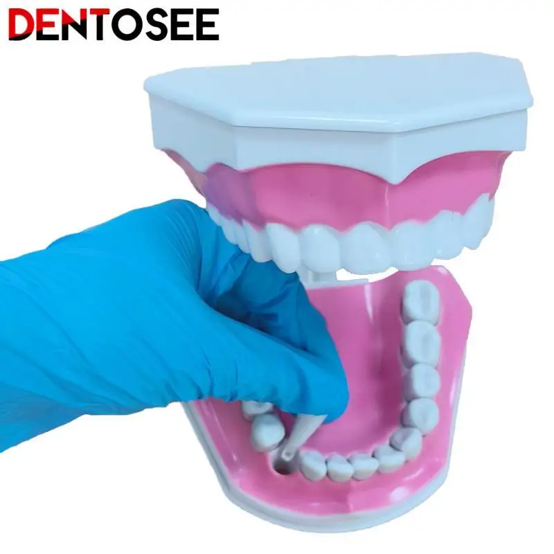

Large Human Teeth Model with Toothbrush Teeth Dentist Classroom Lab Teaching Tools Student Educational Toys