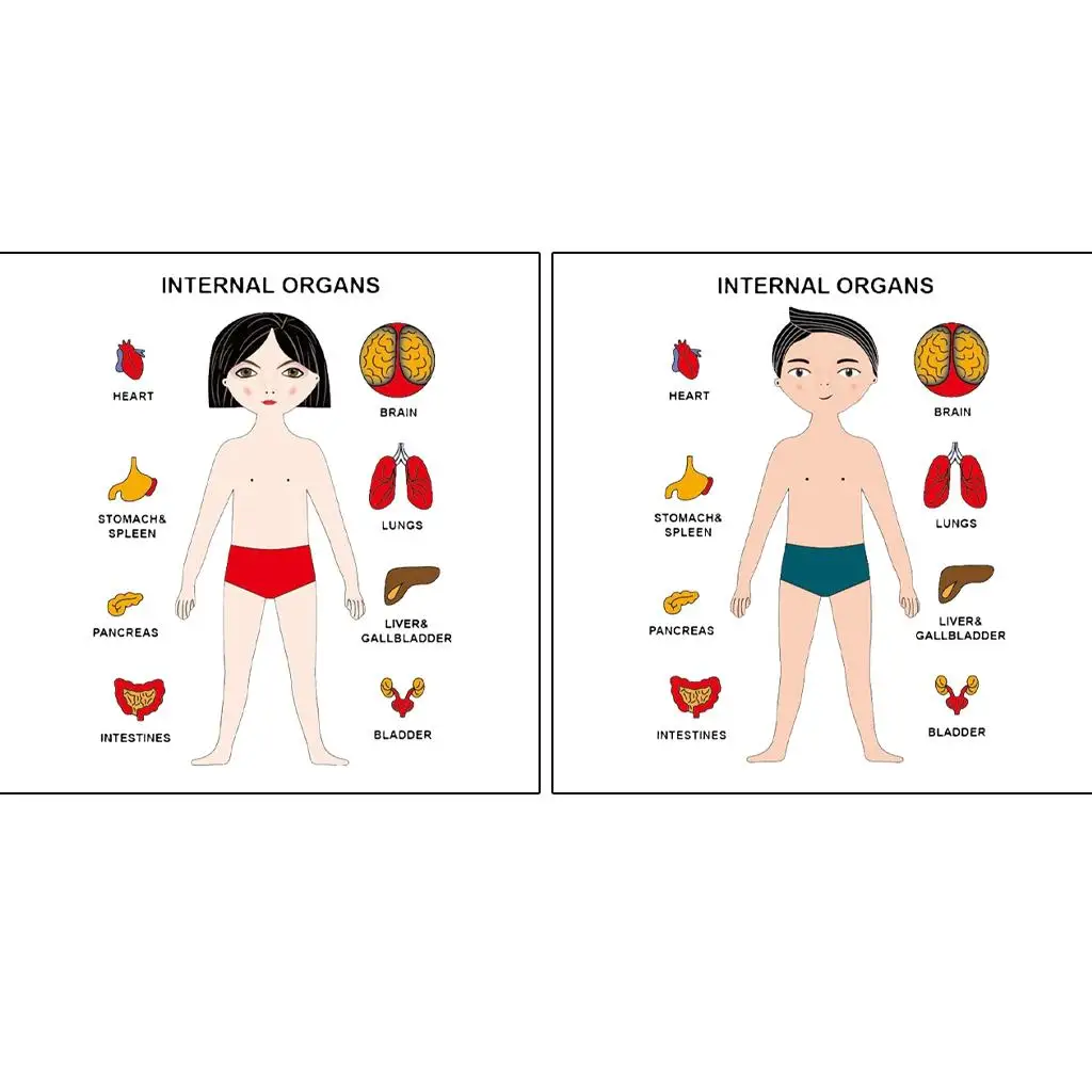 

Human Body Puzzle Jigsaw Puzzles Organ Cognition Board Game Wooden Toys