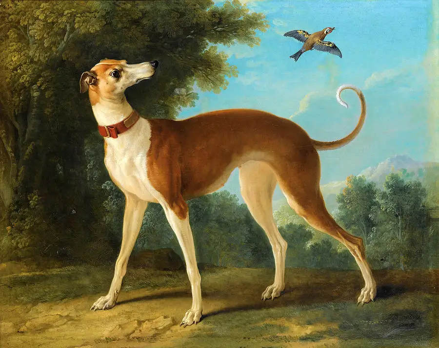 

TOP Original art - animal GREYHOUND DOG bird art oil painting on canvas # TOP animal Decor accept custom painting
