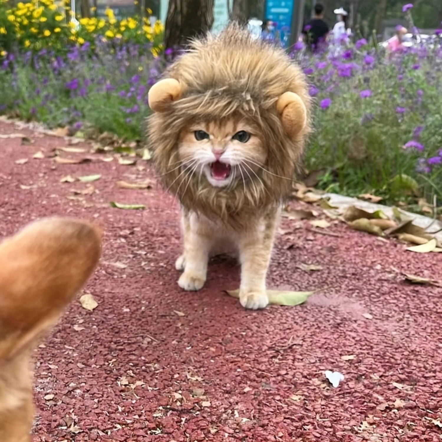 Halloween Cat Toys Cute Lion Mane Wig Hat For Dogs And Cats Pet Decor Accessories