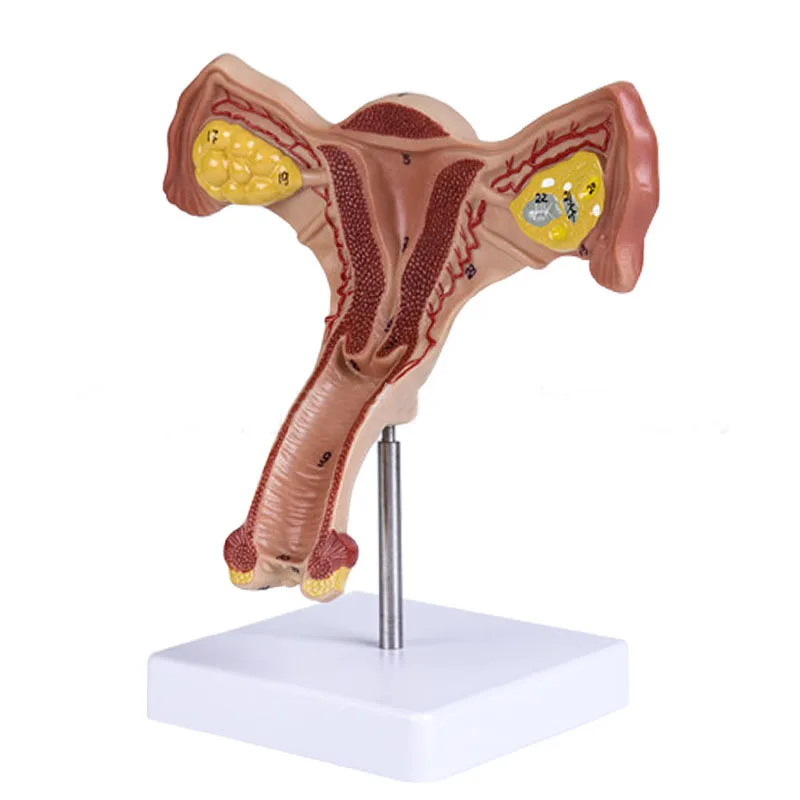 

Анатомическая модель матки и яичника