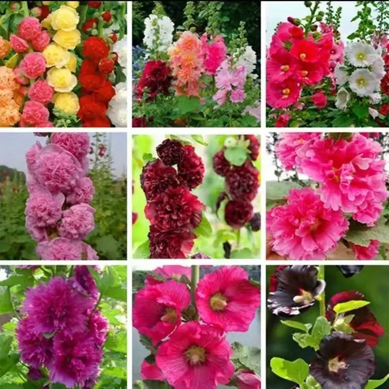 

50PCS/Pack " Hollyhock-Shukui / Zinnia-Bairicao /Gazania-Xunzhanghua / Yumeiren " Semillas