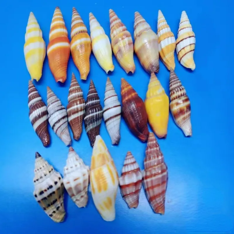 Редкие Образцы натуральных ракушек коллекция аквариумных ландшафтное украшение