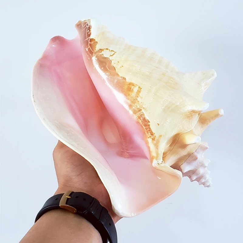 

2022 Natural Oversized Conch Starfish Shell Coral Phoenix Conch Rouge Conch Rose Conch Landscape Family Tank Fish Decoration