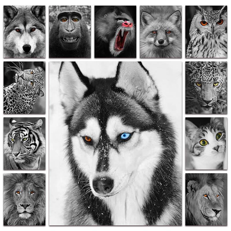 

New Full Square Diamond painting embroidery Cross stitch Black white animal dog Wolf snake monkey cat fox owl leopard tiger lion