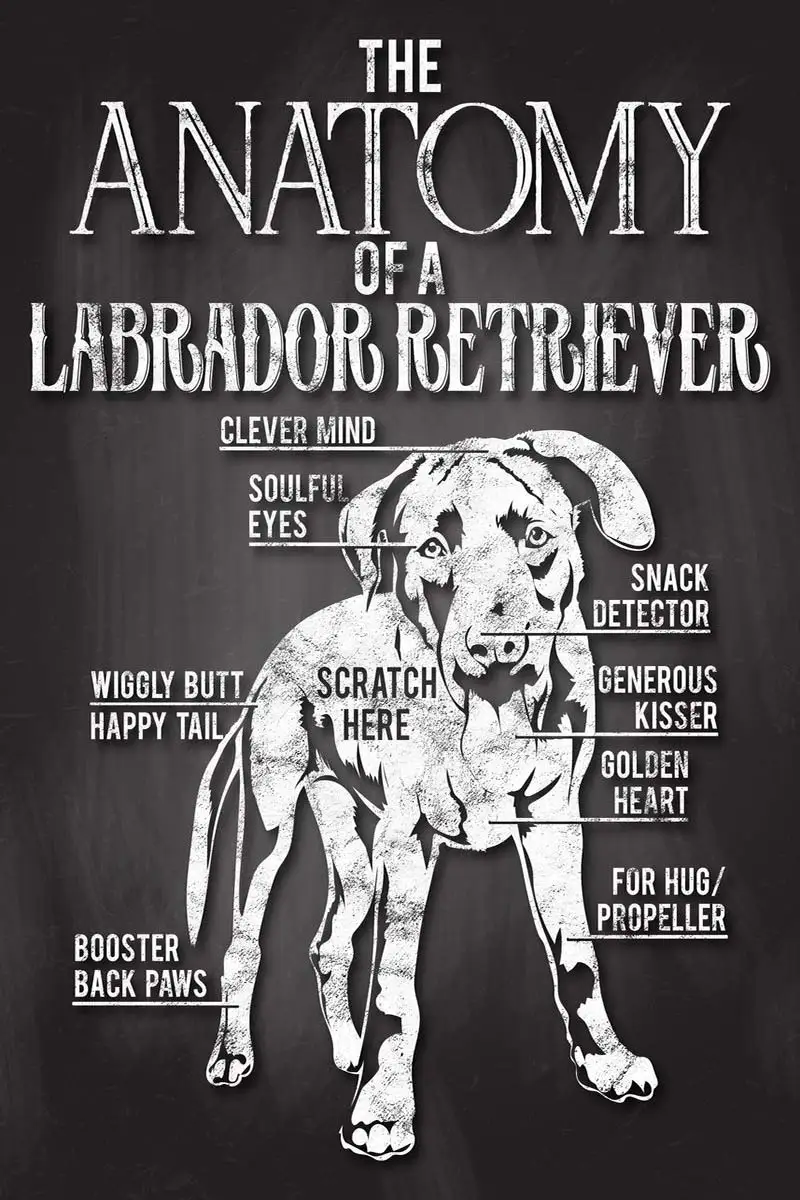 

Labrador Retriever Anatomy Retro Vintage Metal Sign Tin Plates Wall Decor Room Decoration For Art Cafe Pub Home Club Man Cave