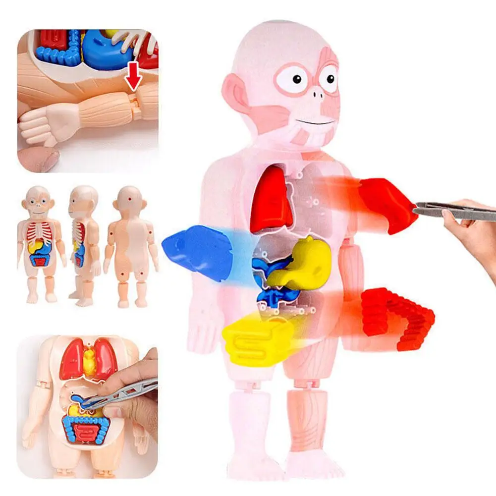 

Модель человеческого тела, имитация внутреннего органа, 3D пазл «сделай сам», обучающий сборный орган, инструмент для анатомии тела, обучающая игрушка Y8Q3