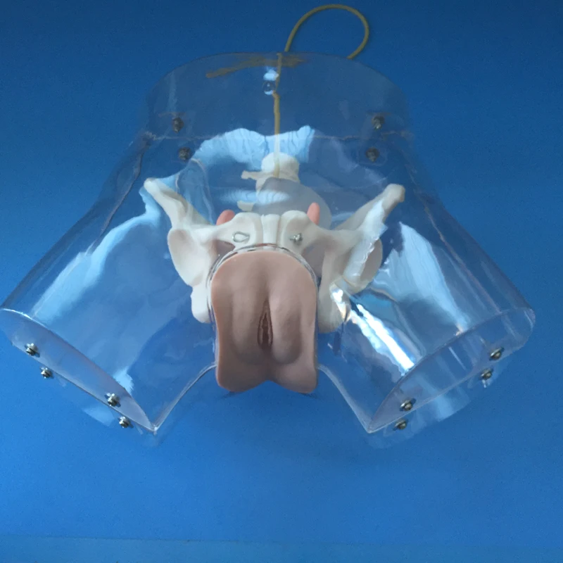 

Transparent Female Catheter Model