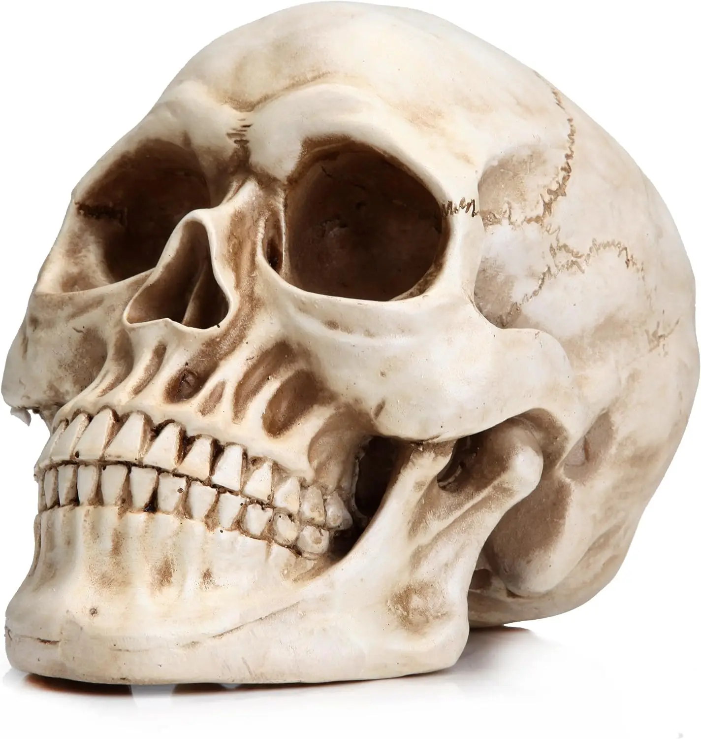 

Life Size Human Skull Model 1:1 Replica Realistic Human Adult Skull Head Bone Model Unique Statue Skull Sculpture