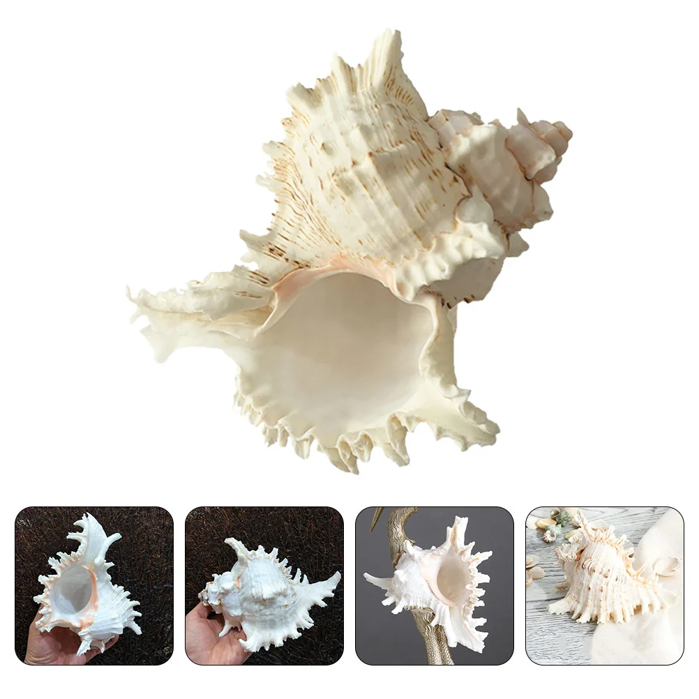 

Natural Conch Aquarium Decor Seal Snail Fish Tank Landscaping Decoration Shell Dining Table
