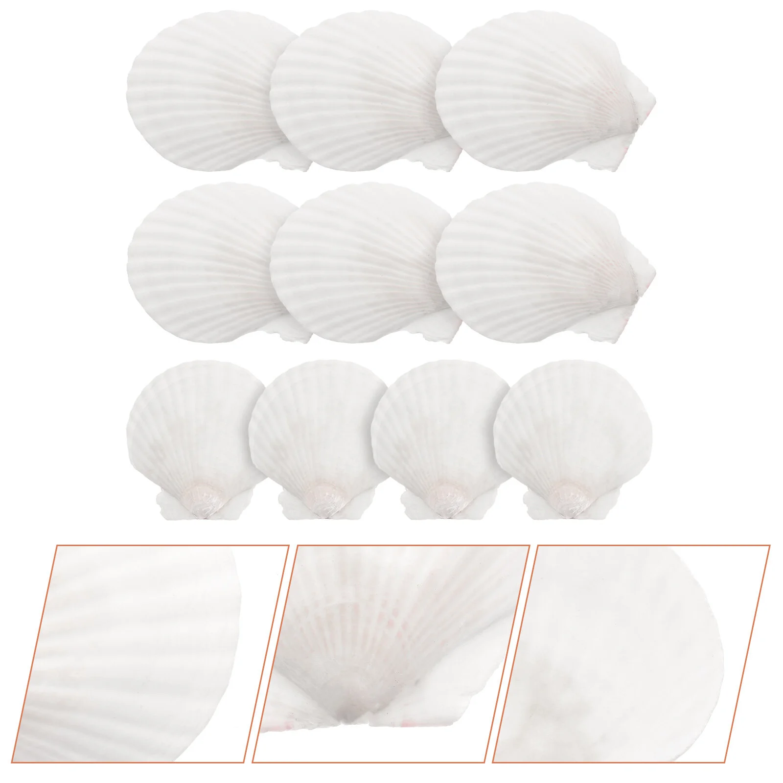 

10 Pcs Natural Shell Decoration Fish Decorations Tank Scallops Accessories Desktop Conch Ornament Seaside Ocean Shells Adorns