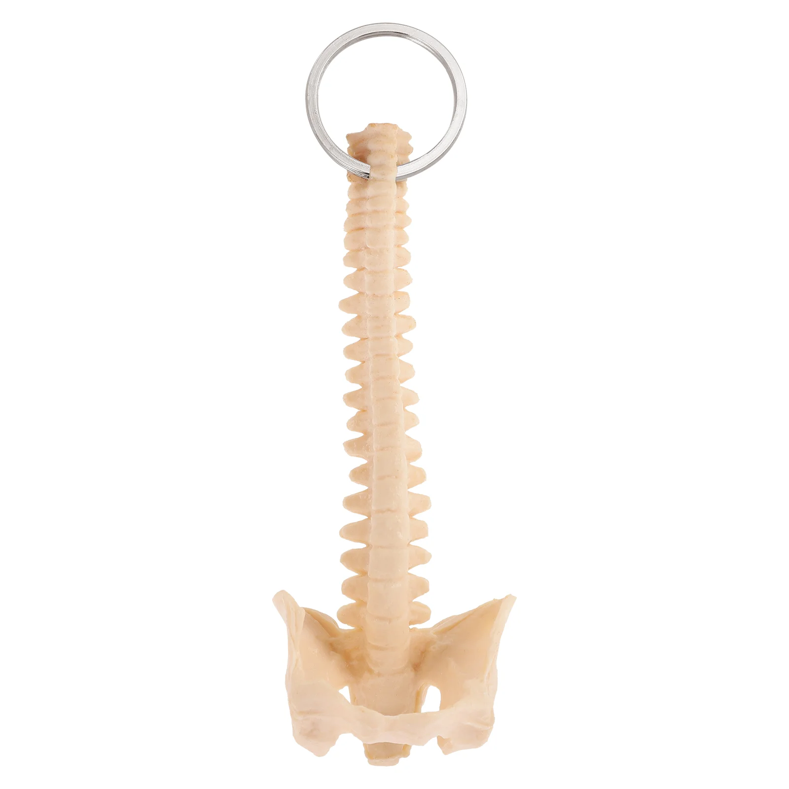 

Skeleton Keychain Spine Key Chain Spine Car Key Ornament School Teaching Aid