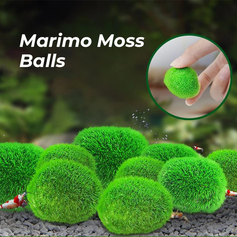 

Marimo Moss Balls Live Aquarium Plant Algae Fish Shrimp Tank Ornament Simulation Green Algae Balls Artificial Plant 2-3cm
