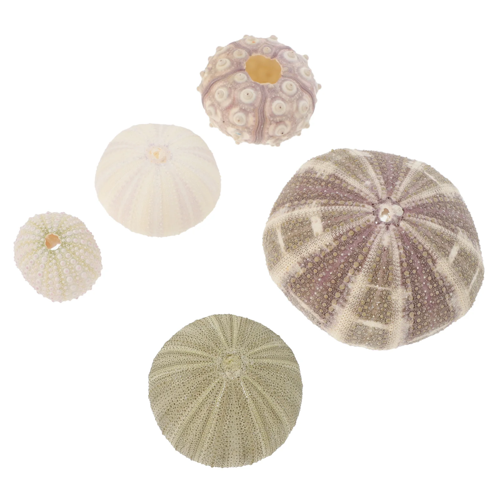 

5Pcs Flower Planter Beads Urchin Ornaments Marine Urchin Air Pineapple Pot Urchin Shells