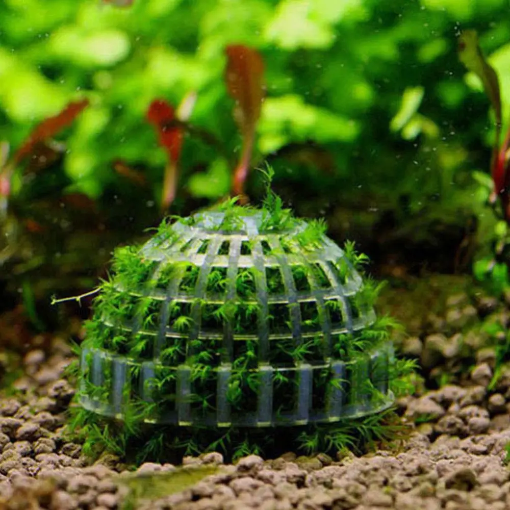 

Safe Nutritious Marimo Moss Ball Filter Live Aquarium Plants Fish Shrimp Tank Pet Decor Supplies