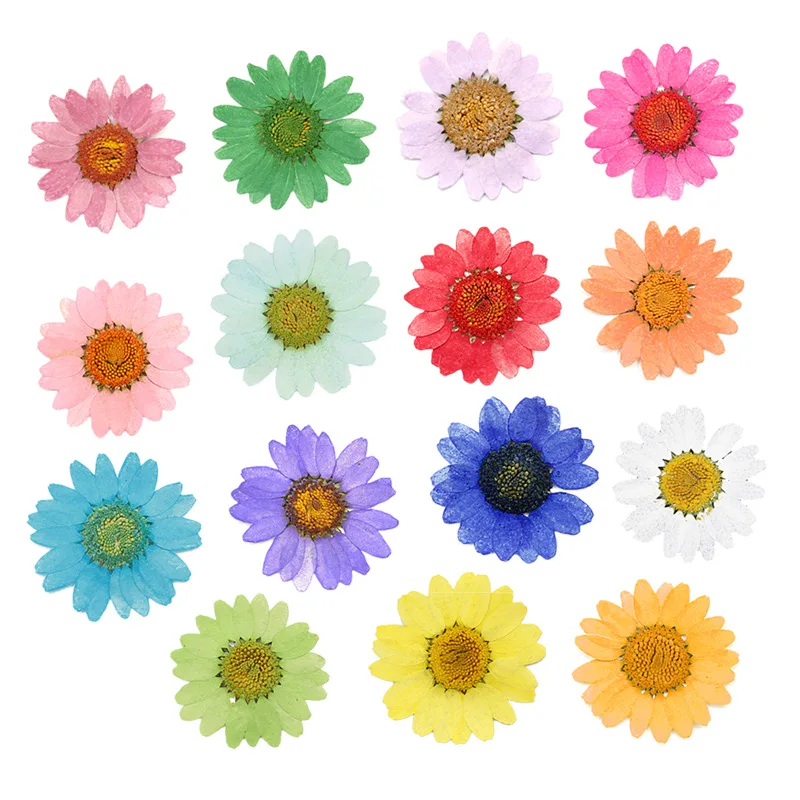

3.5-4CM 120pcs Pressed Press Dried Daisy Dry Flower Plants for Epoxy Resin Pendant Necklace Jewelry Making Craft DIY Accessories