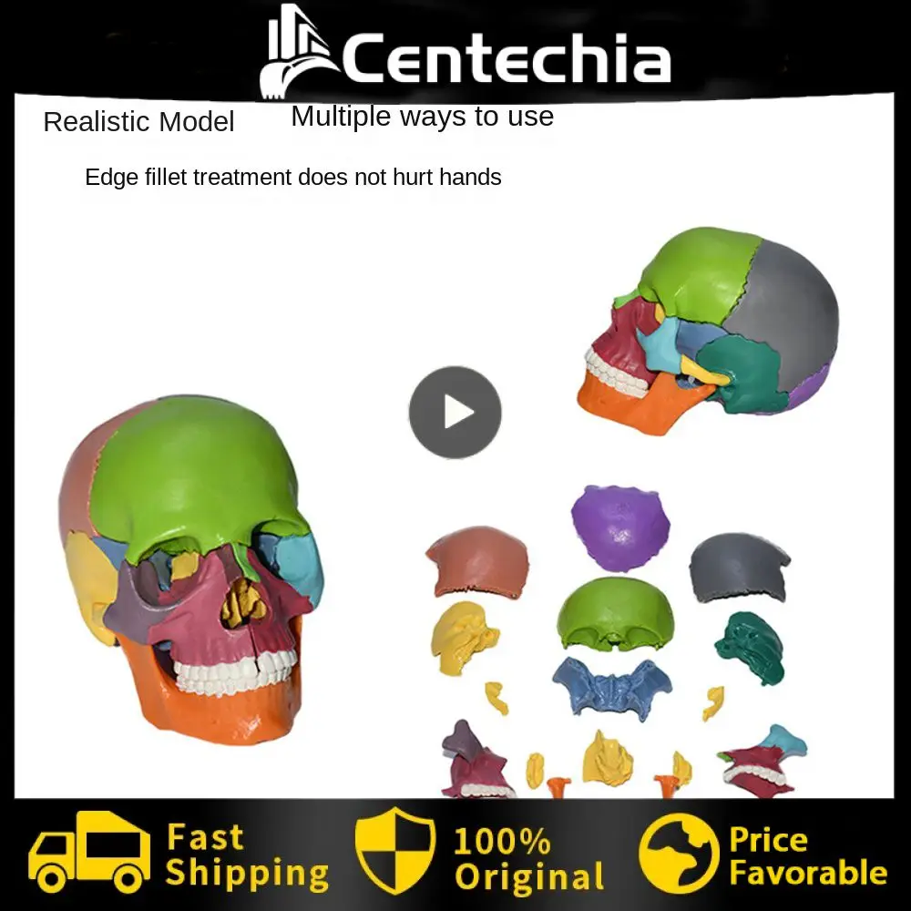 

Product Lifelike Educational Tools Color Detachable Environmental Protection Material Human Anatomy Model Rounded Corners Resin