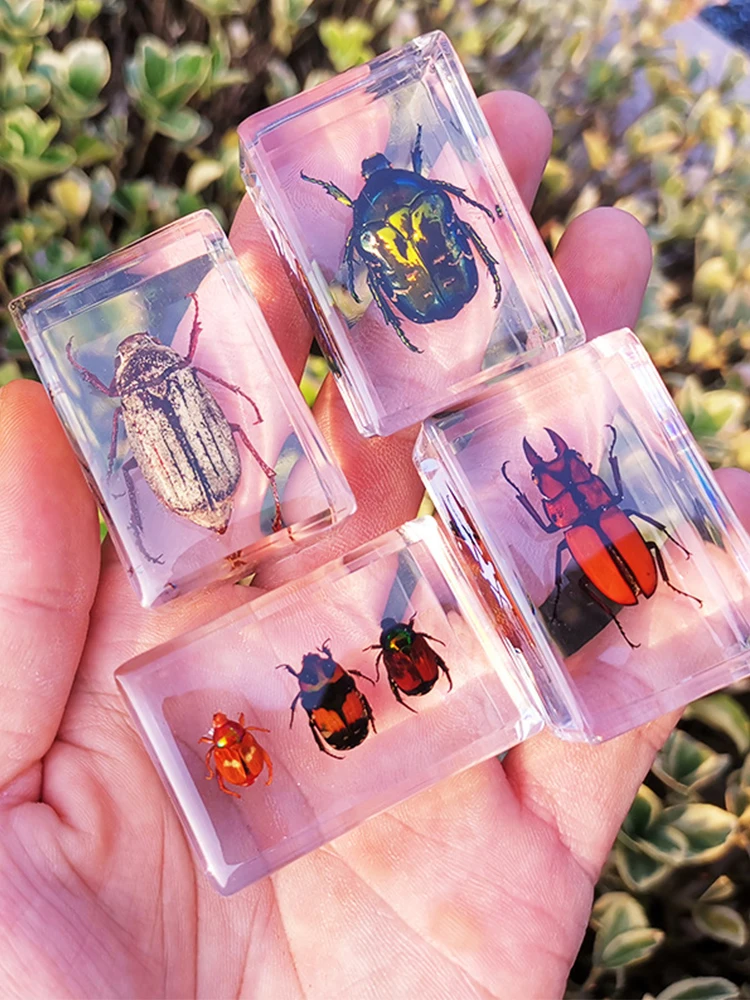 

Resin Animal Insect Specimen Collection Science Spider Varied Crab Scorpion Scarab Amber Children Surprise Gift Home Decoration