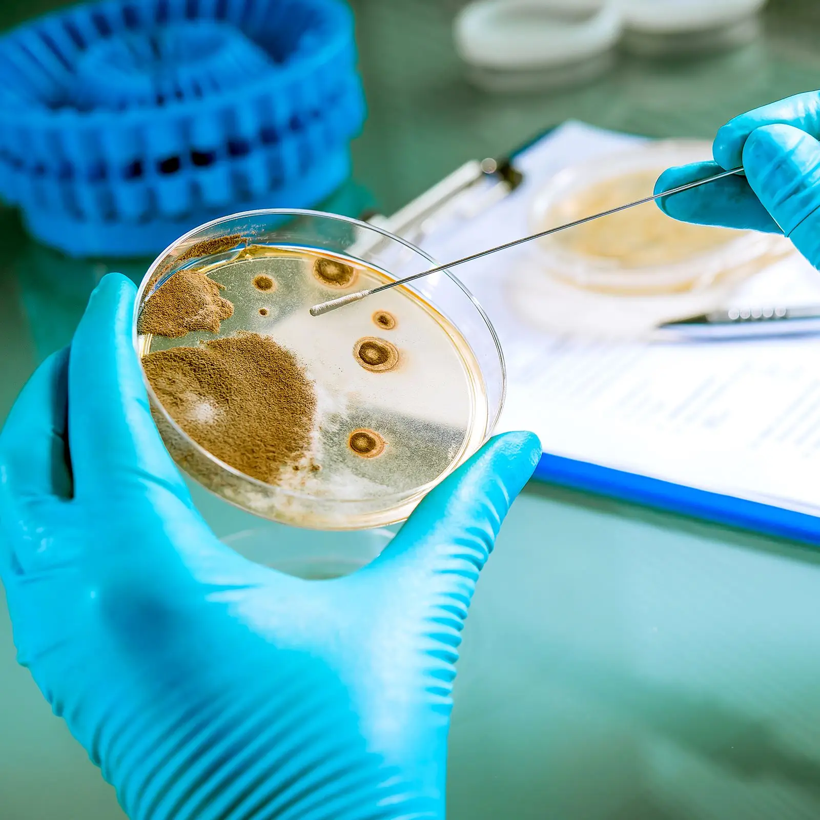 10 шт. предварительно подержанные тарелки с агаром чашки Петри 7 см готовые в