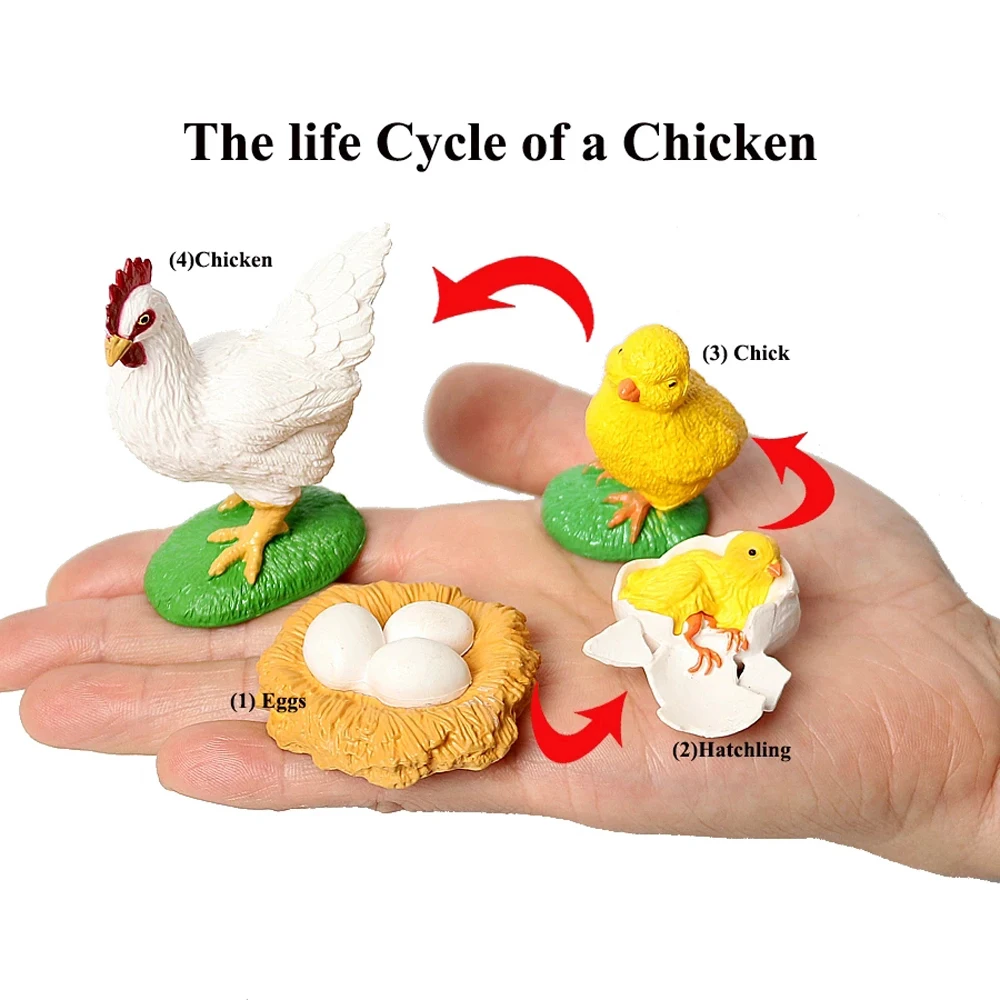 

Growth Cycle Plastic Models Teaching Material Chicken Action Figures Life Cycle Figurine Simulation Animals Growth Cycle Model