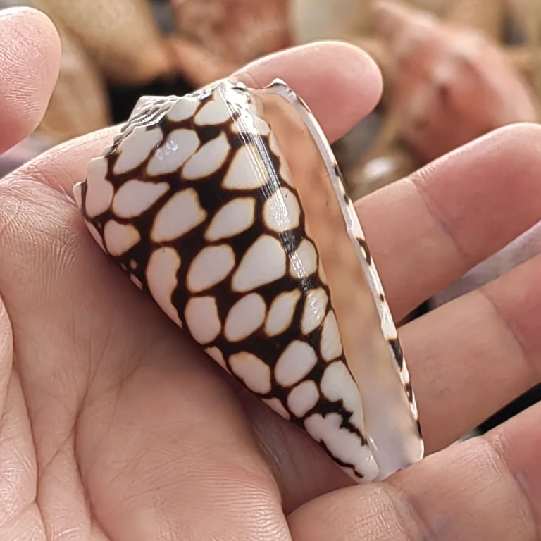 

Ракушки для аквариума