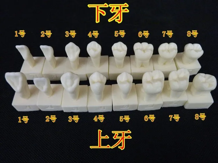 free shipping 16 different kinds tooth model 2 times large teeth model with base dental tooth model