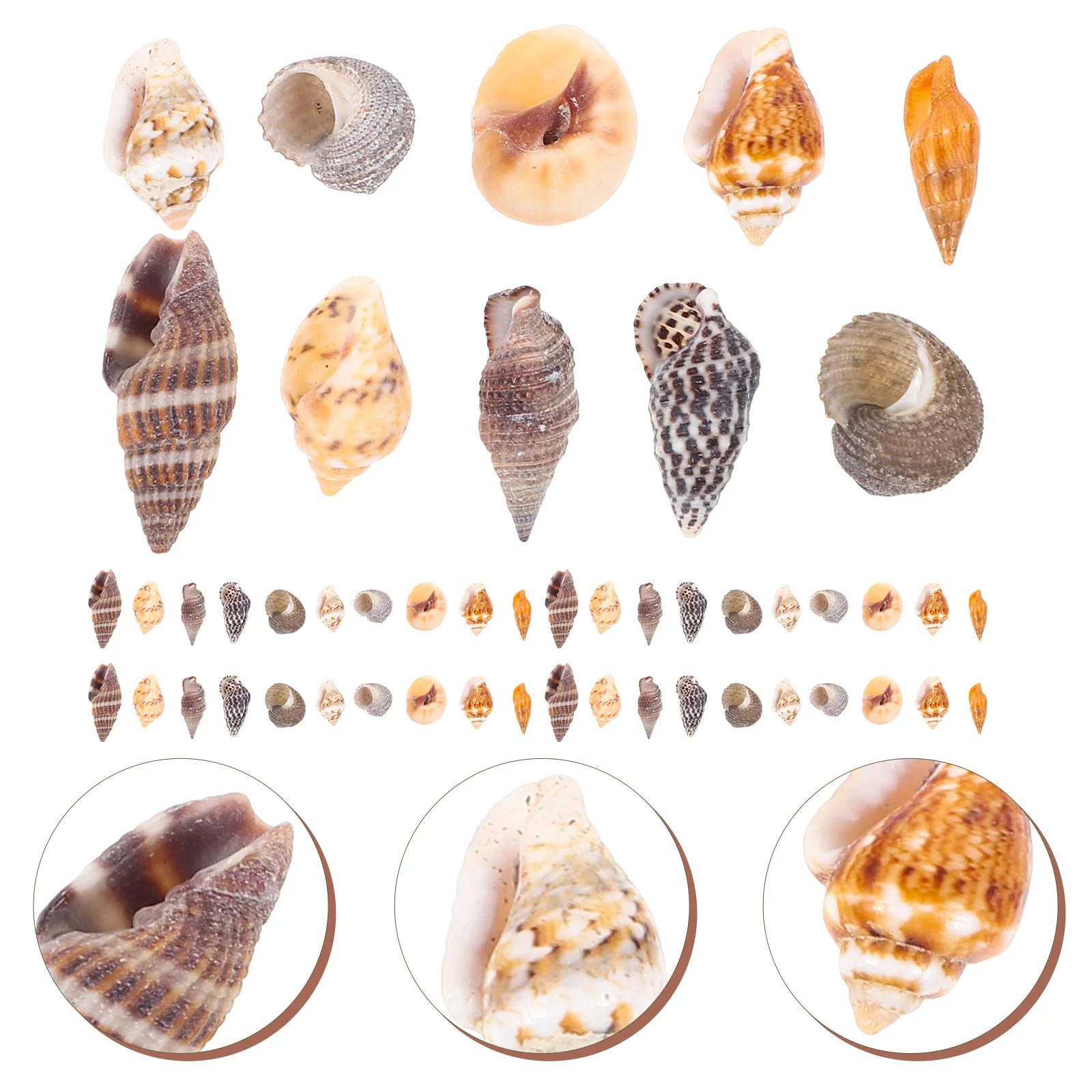 

1 Box of Small Shells Conch Natural Tiny Ocean Seashells for DIY Miniature Beach Conch Decor