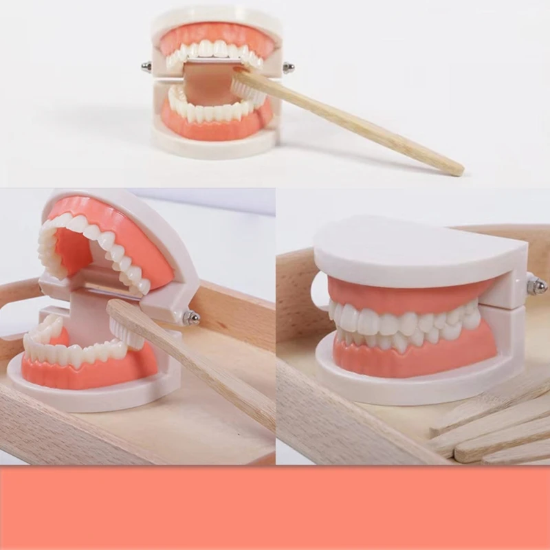 

Simulation Tooth Brushing Teaching Model with Tooth Brush Funny Medical Kit Simulation Dental Mold Children Pretend Toy